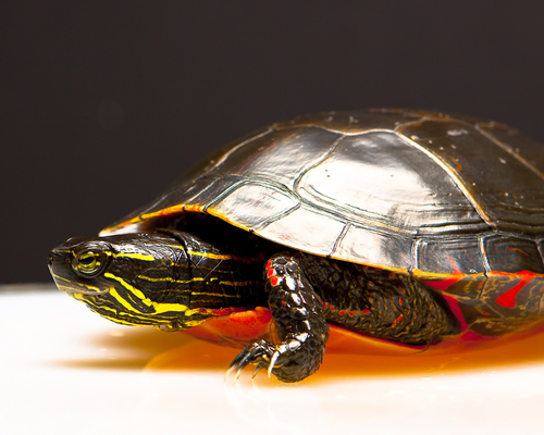 Product picture Desktop Wallpaper Turtle